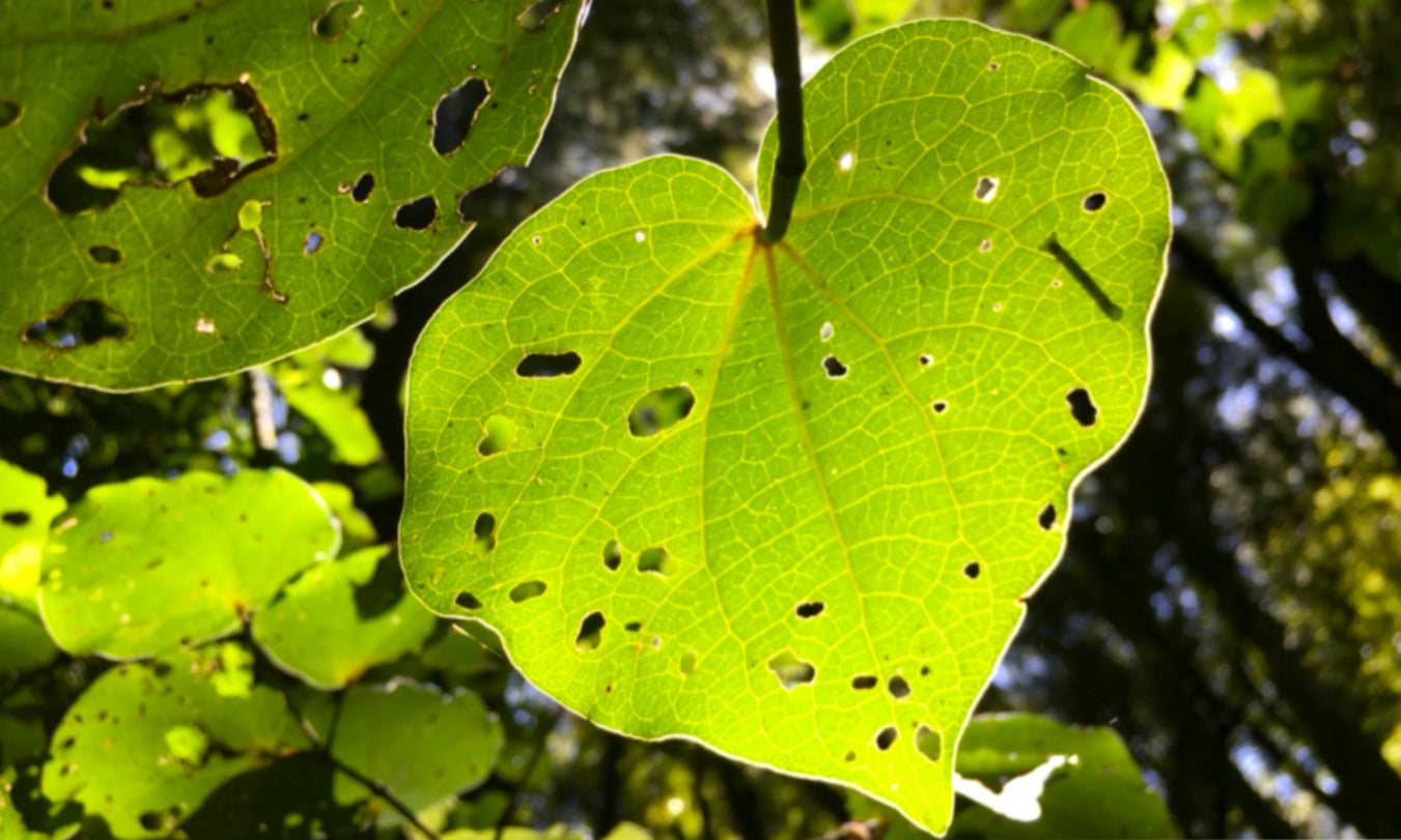 Kawakawa gift card
