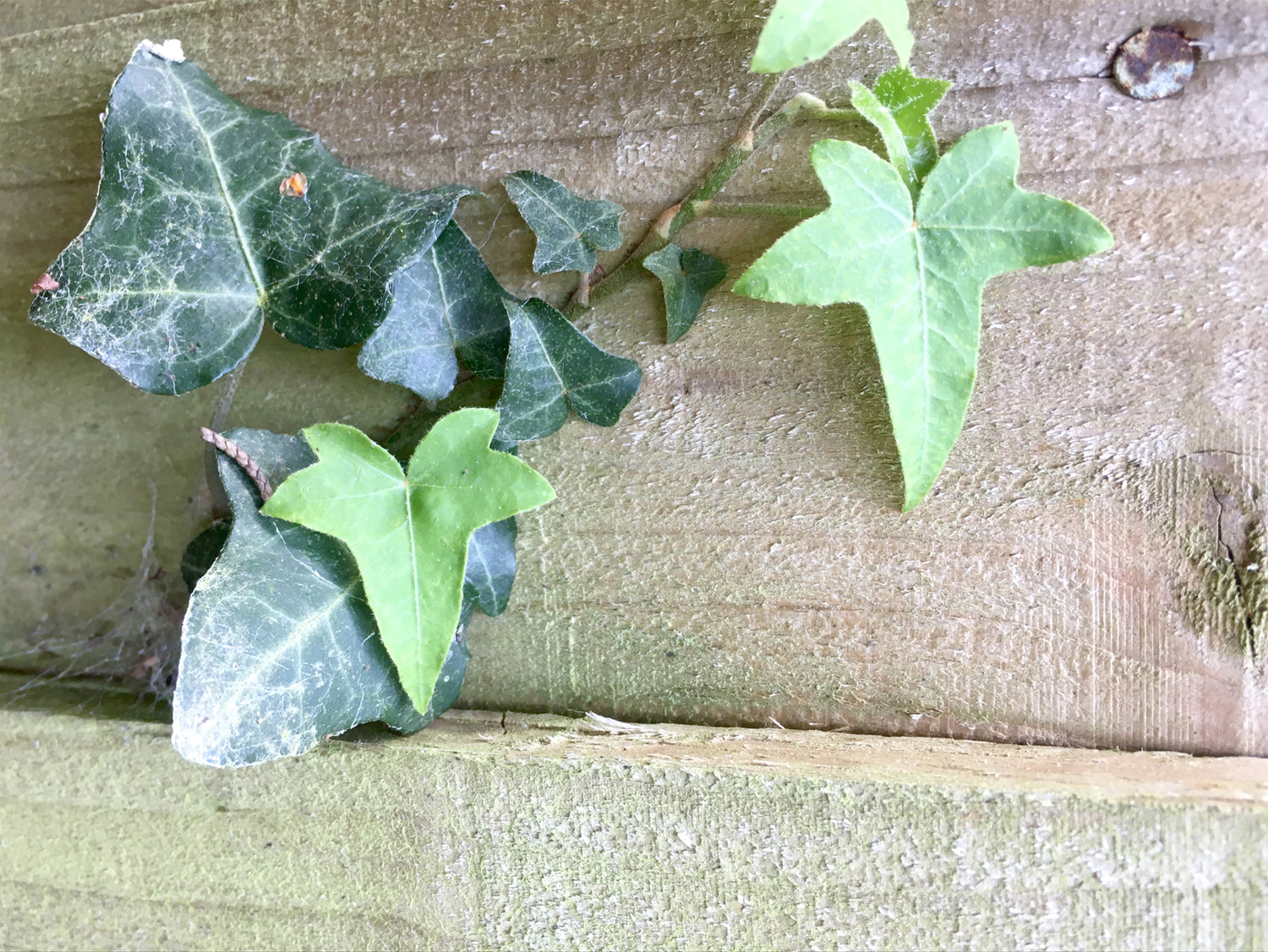 Ivy Leaf